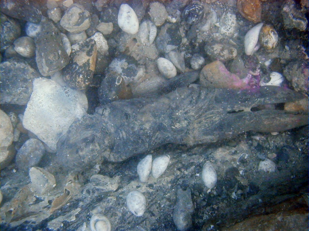 Underwater view of rocks and marine debris, including shells and a weathered object.