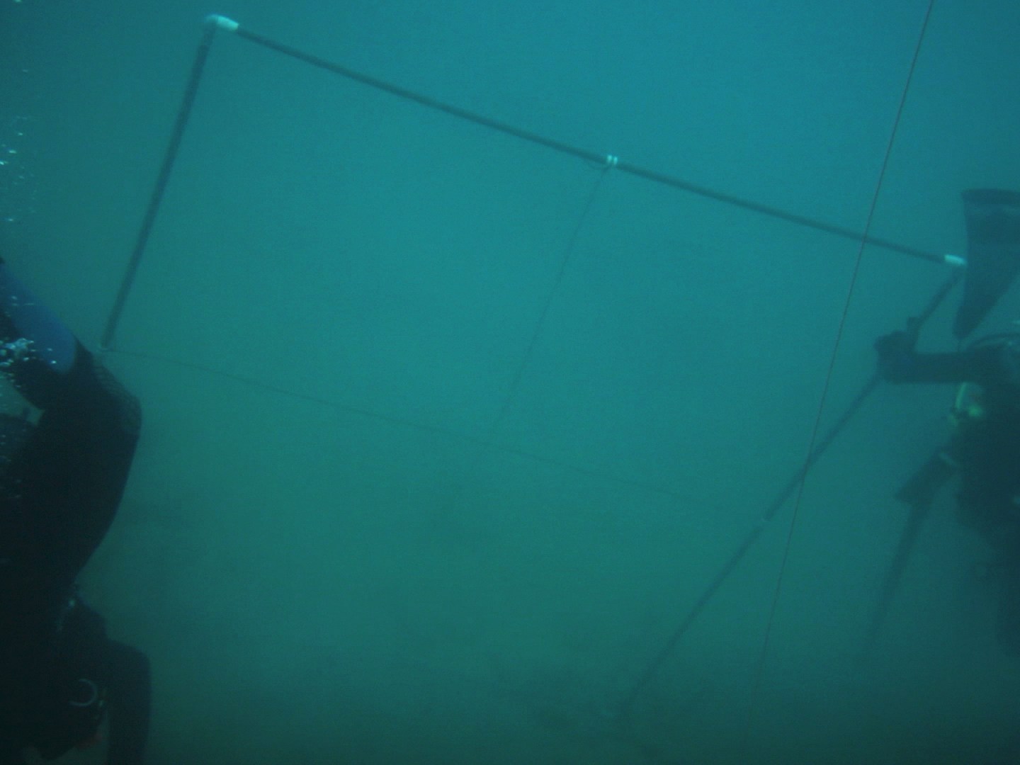 Two scuba divers underwater near a large net or grid structure.